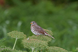 ������������ ������� (Passerella iliaca) ������ ������, ������