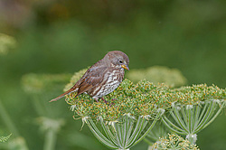 ������������ ������� (Passerella iliaca) ������ ������, ������