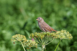 ������������ ������� (Passerella iliaca) ������ ������, ������