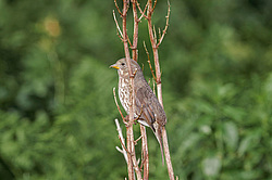 ������������ ������� (Passerella iliaca) ������ ������, ������