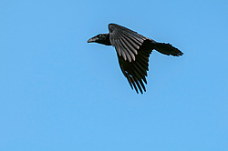 ����� (Corvus corax) ������ ������, ������