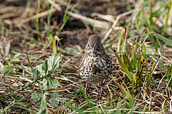 ������������ ������� (Passerella iliaca) ������ ������, ������