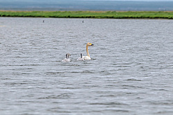 ����� ������ (Cygnus bewickii) �������, ����������� ���������, ������������� �������
