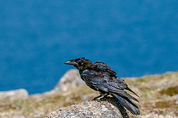 ����� (Corvus corax) ������ ������, ������