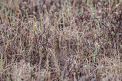 ����� ��������� (Lagopus lagopus) �������, ����������� ���������, ������������� �������