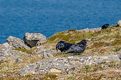 ����� (Corvus corax) ������ ������, ������