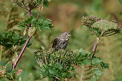 ������������ ������� (Passerella iliaca) ������ ������, ������