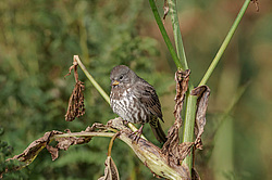 ������������ ������� (Passerella iliaca) ������ ������, ������