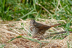 ������������ ������� (Passerella iliaca) ������ ������, ������