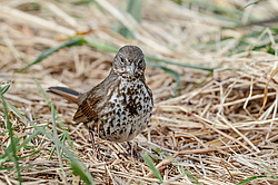 ������������ ������� (Passerella iliaca) ������ ������, ������