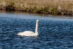 ����� ������ (Cygnus bewickii) �������, ����������� ���������, ������������� �������