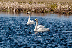 ����� ������ (Cygnus bewickii) �������, ����������� ���������, ������������� �������