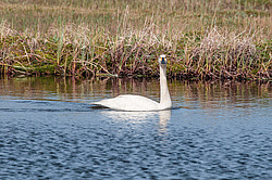 ����� ������ (Cygnus bewickii) �������, ����������� ���������, ������������� �������