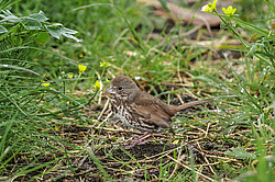 ������������ ������� (Passerella iliaca) ������ ������, ������