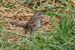 ������������ ������� (Passerella iliaca) ������ ������, ������