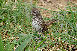 ������������ ������� (Passerella iliaca) ������ ������, ������