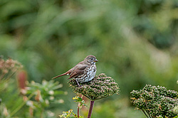 ������������ ������� (Passerella iliaca) ������ ������, ������