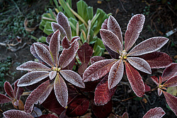 ������ ��������������� (Rhododendron � mollis) 
