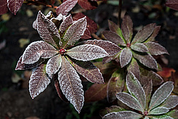 ������ ��������������� (Rhododendron � mollis) 