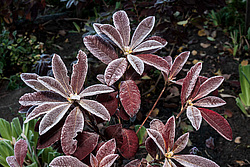 ������ ��������������� (Rhododendron � mollis) 
