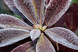 ������ ��������������� (Rhododendron � mollis) 