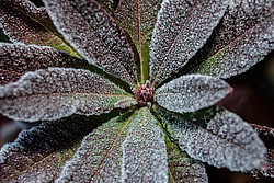 ������ ��������������� (Rhododendron � mollis) 