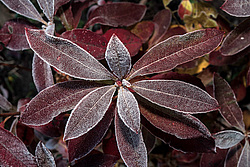 ������ ��������������� (Rhododendron � mollis) 
