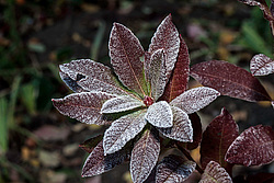 ������ ��������������� (Rhododendron � mollis) 