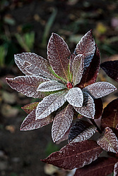 ������ ��������������� (Rhododendron � mollis) 