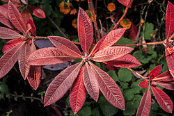 ������ ��������������� (Rhododendron � mollis) 