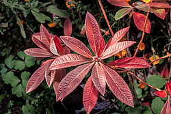 ������ ��������������� (Rhododendron � mollis) 