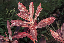 ������ ��������������� (Rhododendron � mollis) 