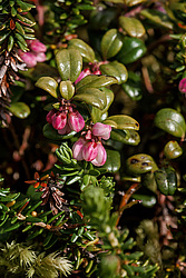 �������� (Vaccinium vitis-idaea) ������ ������, ������
