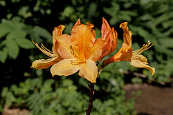 ������ ��������������� (Rhododendron � mollis) 