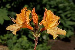 ������ ��������������� (Rhododendron � mollis) 