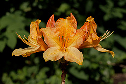 ������ ��������������� (Rhododendron � mollis) 