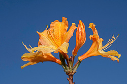 ������ ��������������� (Rhododendron � mollis) 