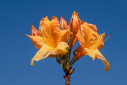 ������ ��������������� (Rhododendron � mollis) 