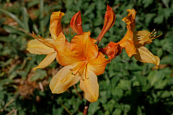 ������ ��������������� (Rhododendron � mollis) 