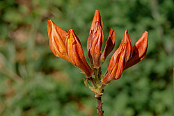 ������ ��������������� (Rhododendron � mollis) 