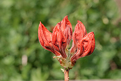 ������ ��������������� (Rhododendron molle x Rhododendron calendulaceum x Rhododendron arborescens x Rhododendron occidentale) ���� ���������