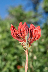 ������ ��������������� (Rhododendron molle x Rhododendron calendulaceum x Rhododendron arborescens x Rhododendron occidentale) ���� ���������