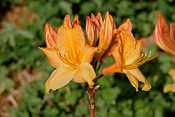 ������ ��������������� (Rhododendron � mollis) 
