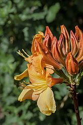 ������ ��������������� (Rhododendron � mollis) 