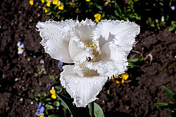 ������� ������� ����������� (Tulipa hybr.)