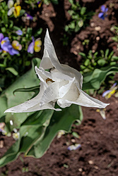 ������� ������� ������������ (Tulipa hybr.)