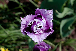 ������� ������� ����������� (Tulipa hybr.)