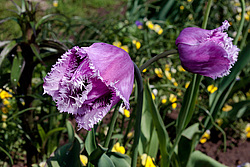 ������� ������� ����������� (Tulipa hybr.)