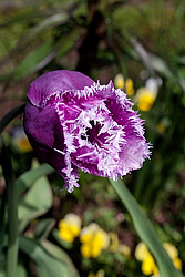 ������� ������� ����������� (Tulipa hybr.)