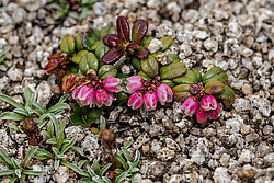 �������� (Vaccinium vitis-idaea) ������ ������, ������